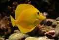Zebrasoma flavescens