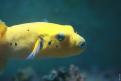 Aquarium de la Mer Rouge 118