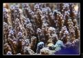 Acropora 2