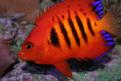Cheatodon