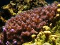 Pocillopora