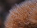 polypes3