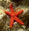 Etoile de mer