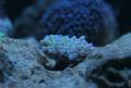 Aquarium de la Mer Rouge 088