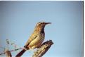 USA T03-35 Oiseau 2