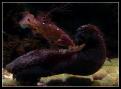 Bodianus Diana 1