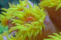 Sun Polyp