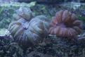 IMG 0035
