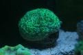 Aquarium de la Mer Rouge 021