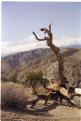 USA T04-22 Desert Arbre