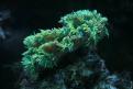 Aquarium de la Mer Rouge 016