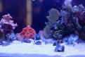Interzoo 036
