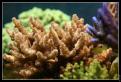 Acropora