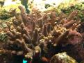 Acropora 2