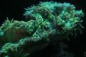 Aquarium de la Mer Rouge 006
