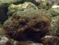 Euphylia