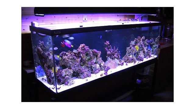 4312Full tank-4