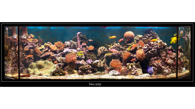 aquarium-03-05-copie