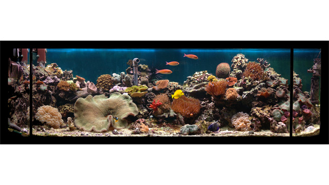 aquarium