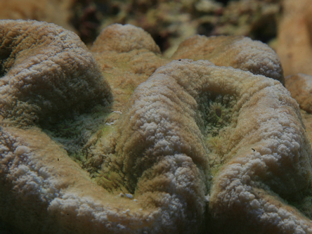 polypes2