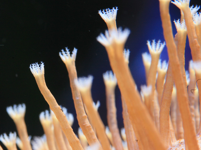 polypes1