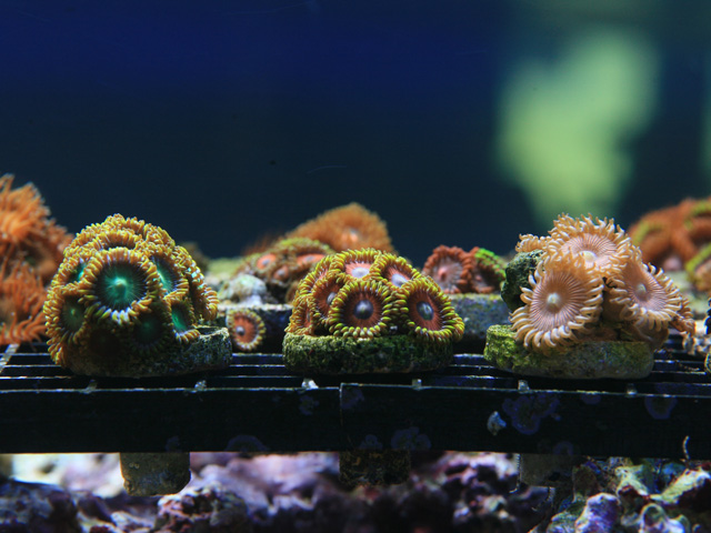 polypes8