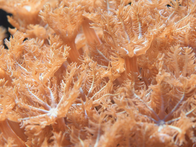 polypes6