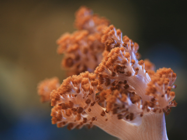 polypes9