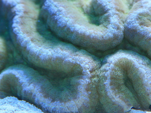 polypes11