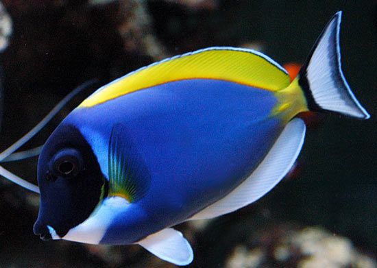 Leuco