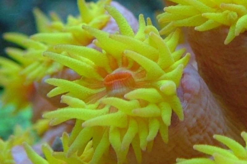 Sun Polyp