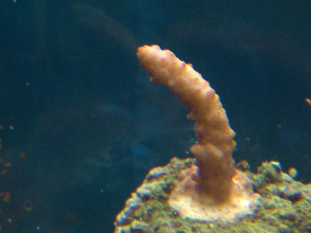 Acropora 3