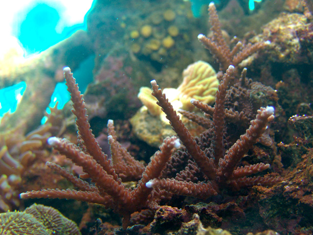 Acropora cervicornis