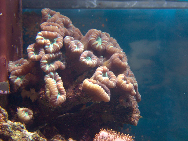 Caulastrea furcata 2