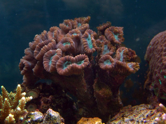 Caulastrea furcata