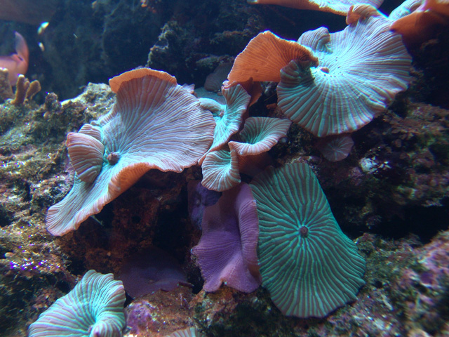 Discosoma