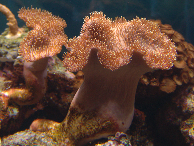 Sarcophyton