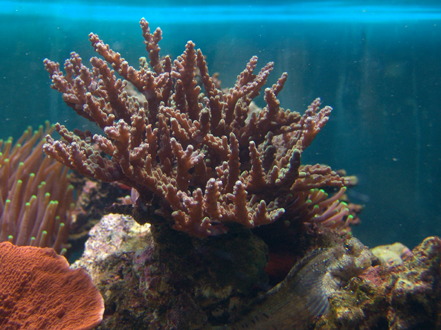 Acropora 1