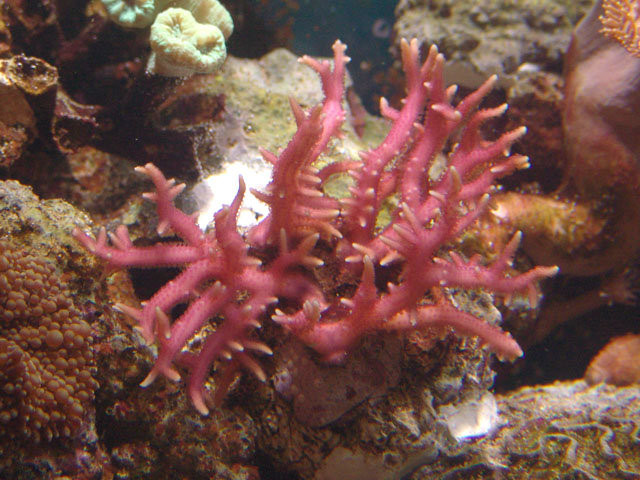 Seriatopora Hystrix Pink