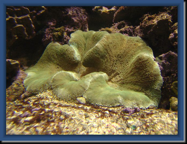 Anemone-Carpet