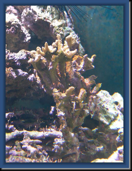 Acropora