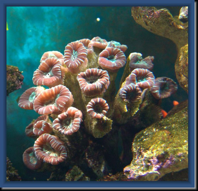 Caulastrea-2