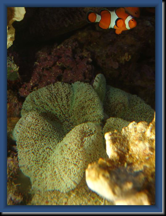 Anemone