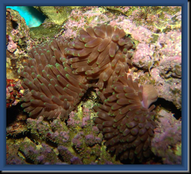 Anemone-divisee