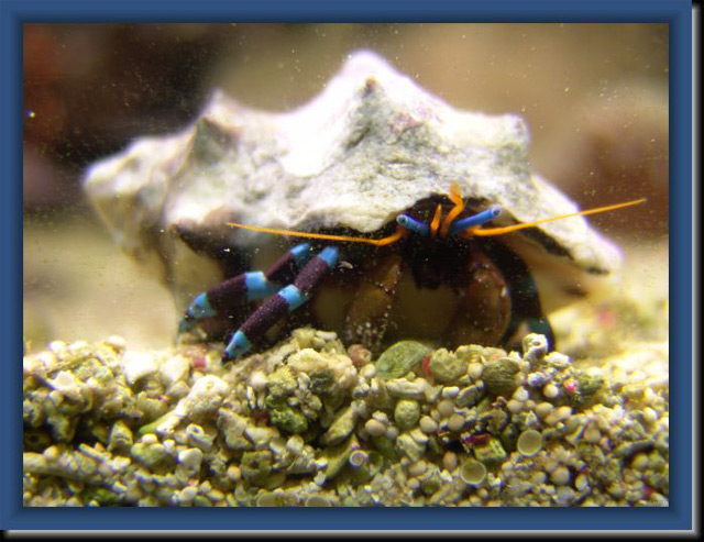 Bernard-a-Pattes-Bleues