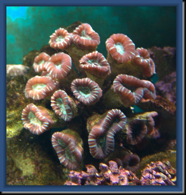 Caulastrea