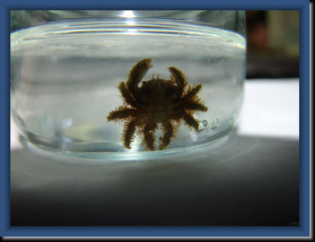 Crabe