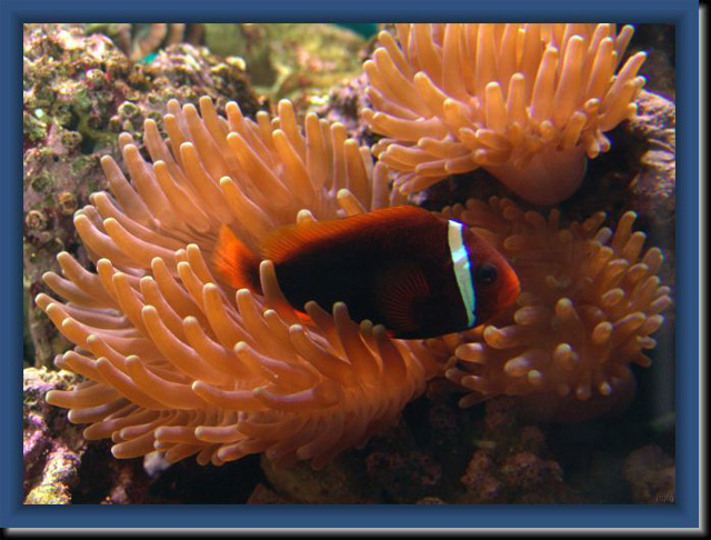 Clown-et-son-anemone