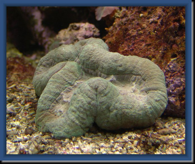Lobophyllia