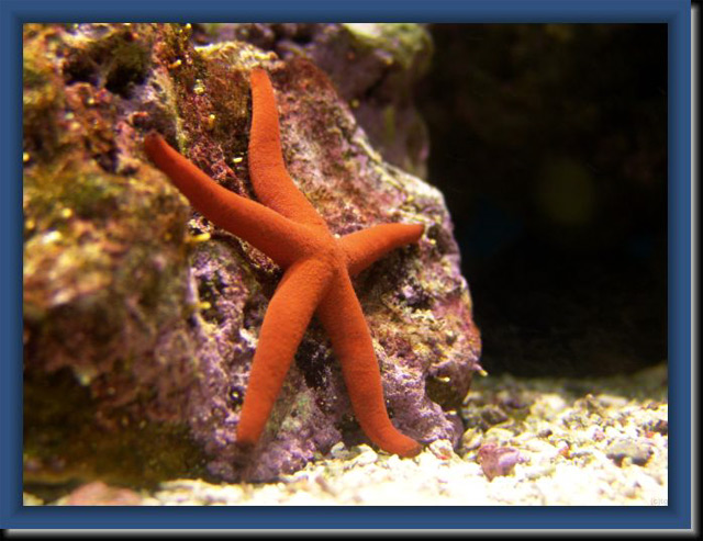 Etoile-de-mer-rouge